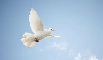 Сила и святость